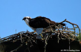 Nesting Osprey