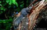 Gray Squirrel