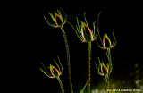 Teasel (Dipsacus) Illuminated