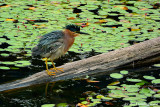 Ruffled Feathers