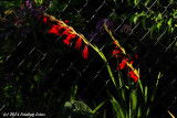 Flowers and Fence