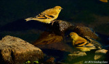 Lesser Goldfinch