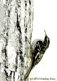 Brown Creeper in B&W