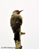 Northern Flicker