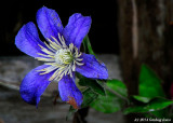 Pure Delight (Clematis)