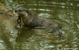 River Otter with Prey