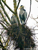 The Herons Are Beginning to Nest!