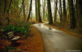 Middle Fork Path