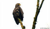 One Young Eagle Sitting in a Tree, I hope it was sitting there posing for me!