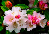 Rhodies in the Rain