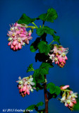 Wild Flowers at Delta Ponds