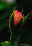 Half Inch Long Ivy Geranium Bud