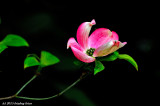 Dogwood Blossom