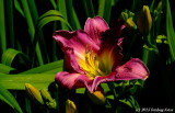Our First Day-lily Bloom 