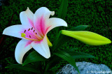 Consider How The Lilies Grow