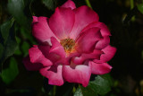 In The Rose Garden