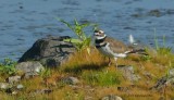 The Precocious Killdeer