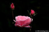 The Rose, a Flower That Inspires Us!
