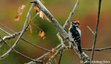 The Colorful Downy Woodpecker