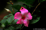 Pleasingly Pink