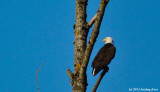 Bald Eagle in Delta Ponds