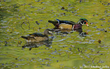Those Wonderful Wood Ducks