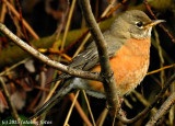 Plump Little Female Robin