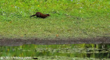 Mink Across the Pond