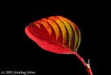 Light Does Funny Things to a Leaf!