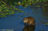 Muskrat at Delta Ponds