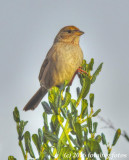 Golden Crowned Sparrow