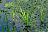 D7100-082015-381.jpg
