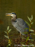 V2-102715-603.jpg