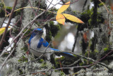 P900-111615-013.jpg