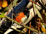 P900-112715-015.jpg