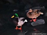 P900-120815-02.jpg