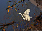 P900-120915-108.jpg