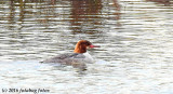 Female Common Merganser at Delta Ponds