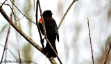 Colors of the Red-wing Blackbird