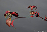 Red Leaves and Berries