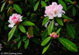 February 4th and Our Rhody Has Bloomed!