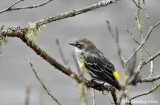 Yellow-Rumped Warbler