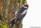 Delightful Downy Woodpecker