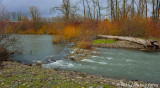 Winter Colors in Delta Ponds