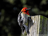 This red headed woodpecker is not a Red-Headed Woodpecker!