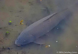 Two Foot Long Carp in Delta Ponds