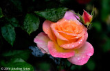 Rose Kissed by Raindrops