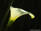 The Beautiful Calla Lily That Isnt!