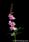 Fantastic Flower