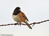 Delightful Dark-Eyed Junco